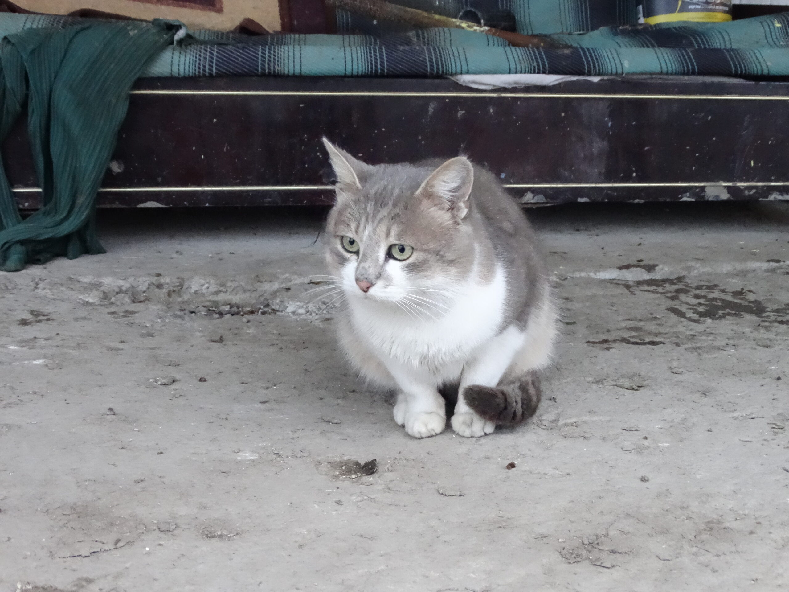 Comuna Bogdănești 2017