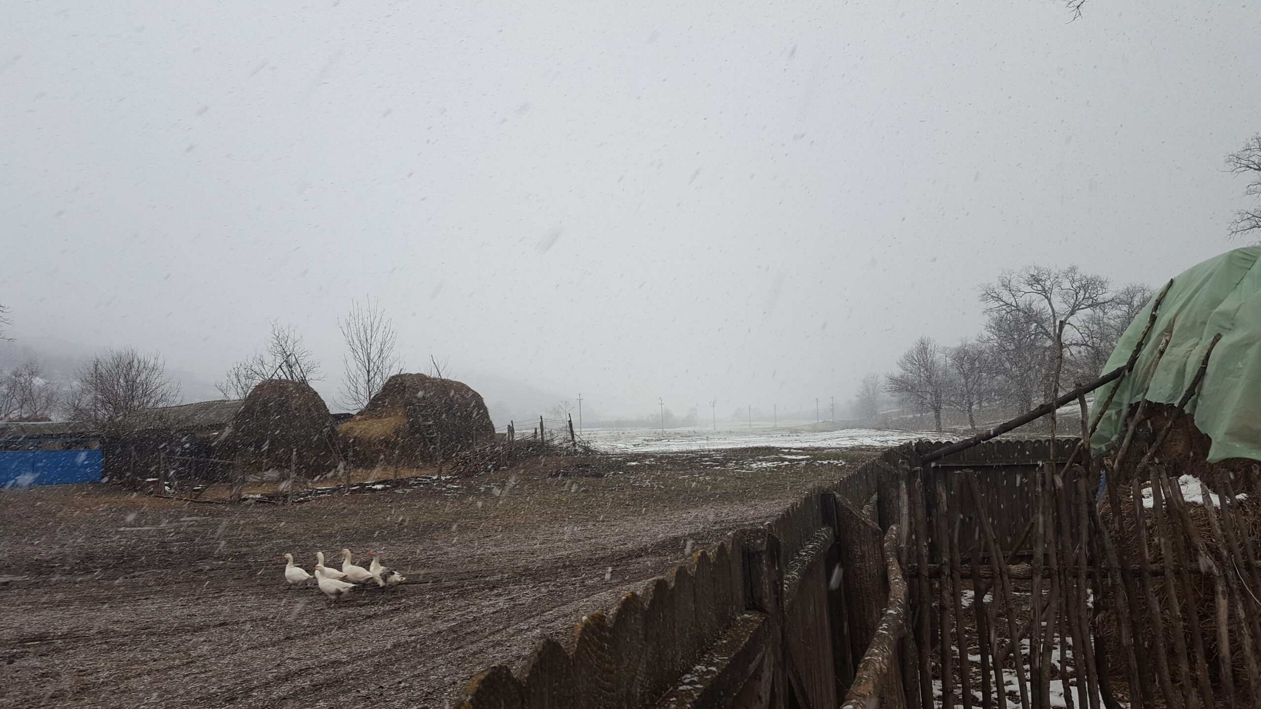 Comuna Puiești 2017